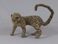 Formosan Clouded Leopard Collection Image, Figure 6, Total 29 Figures